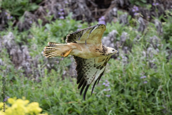 Obraz Poiana codarossa