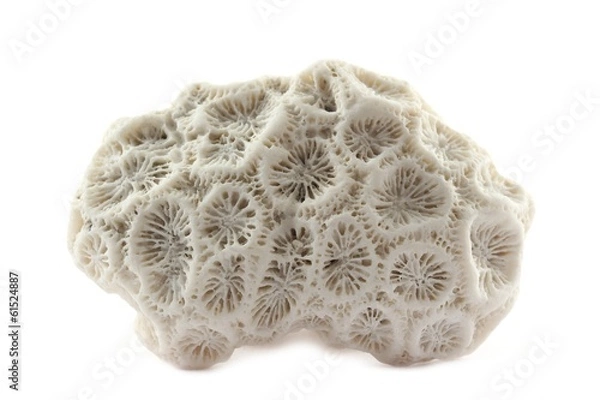 Obraz fragment of coral skeleton found at beach on white