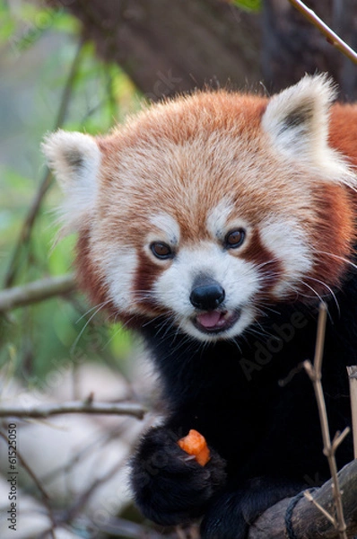 Obraz Kleiner Panda, Red Panda