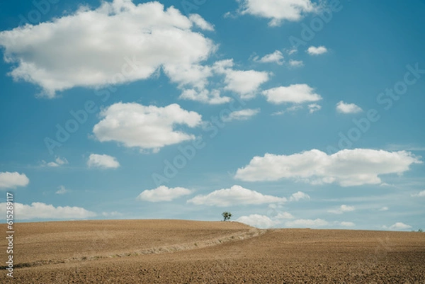 Fototapeta lonely tree on a yellow field. blue sky with clouds