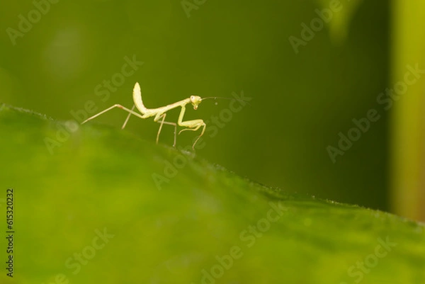 Obraz 걸음마 연습을 하고 있는 사마귀