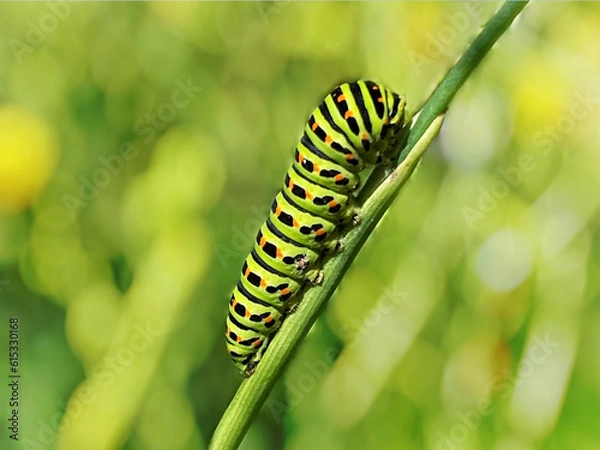 Obraz caterpillar on leaf