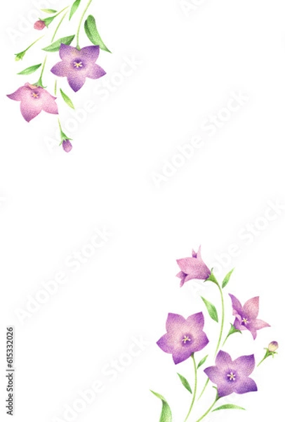 Fototapeta 紫色の桔梗の花のはがきテンプレート　手描き色鉛筆画