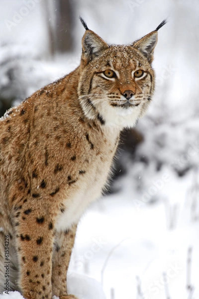 Obraz Winter Lynx