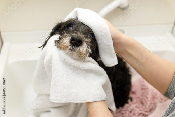 Obraz 女性がミニチュアシュナウザーをタオルで拭く