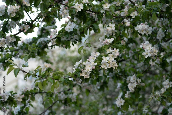 Fototapeta Bird cherry trees. Branch of bird cherry tree with white flowers.