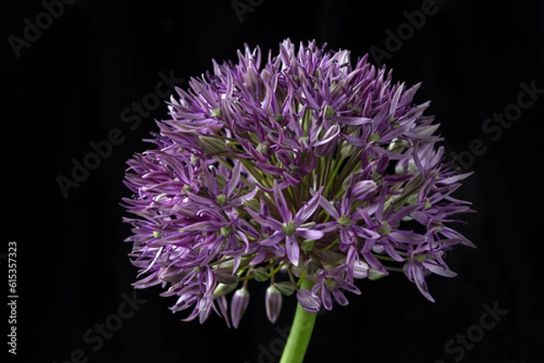 Fototapeta Purple allium on black