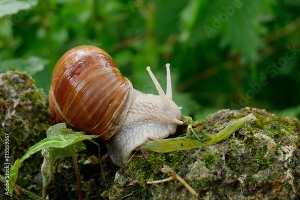 Obraz Gros escargot de profil