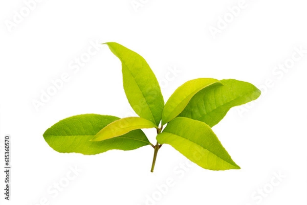 Obraz Sweet osmanthus, Sweet olive or Fragrant tea olive leaf with copyspace isolated.