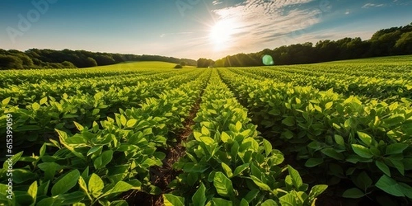 Obraz AI Generated. AI Generative. Farm harvest green soybean field. Outdoor nature plant vegetable organic eco product. Graphic Art