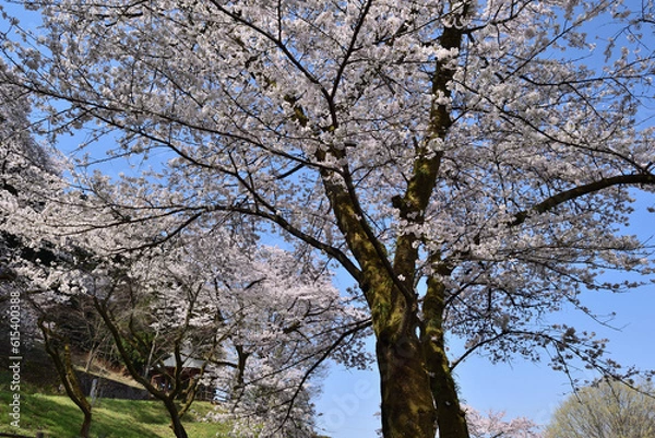 Obraz 【神奈川県】春の津久井湖城山公園  桜並木