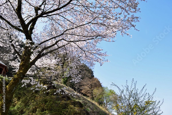 Obraz 【神奈川県】春の津久井湖城山公園  桜並木