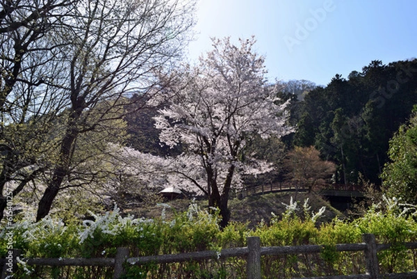 Obraz 【神奈川県】春の津久井湖城山公園  桜並木