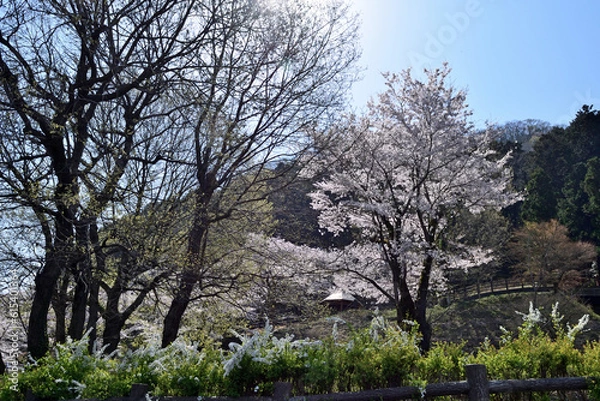 Obraz 【神奈川県】春の津久井湖城山公園  桜並木
