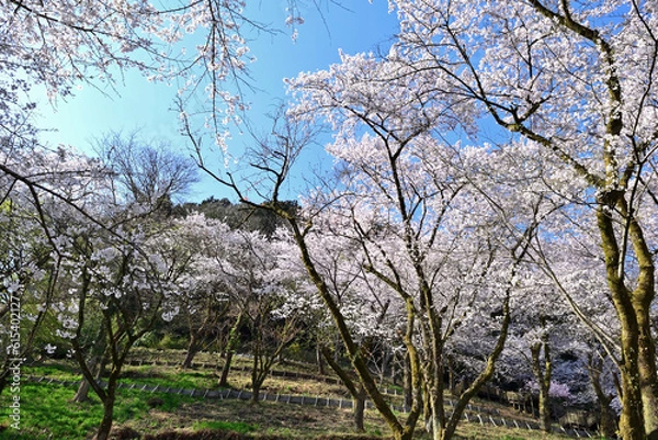 Fototapeta 【神奈川県】春の津久井湖城山公園  桜並木