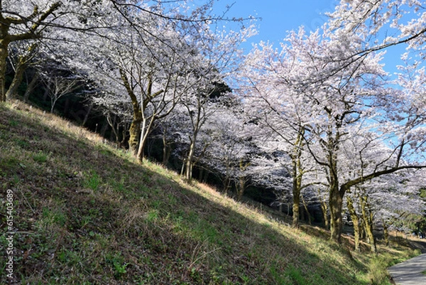 Obraz 【神奈川県】春の津久井湖城山公園  桜並木