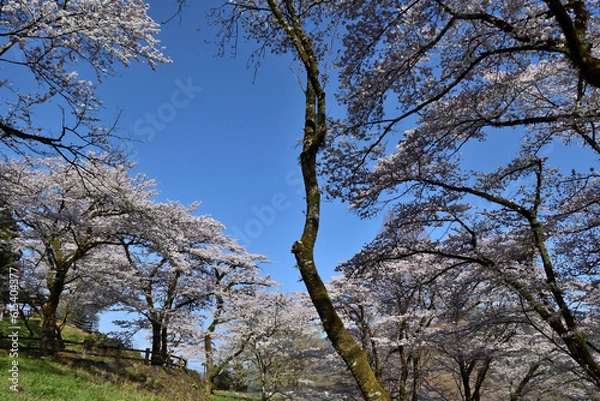 Obraz 【神奈川県】春の津久井湖城山公園  桜並木