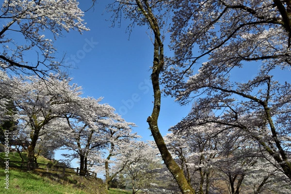 Obraz 【神奈川県】春の津久井湖城山公園  桜並木
