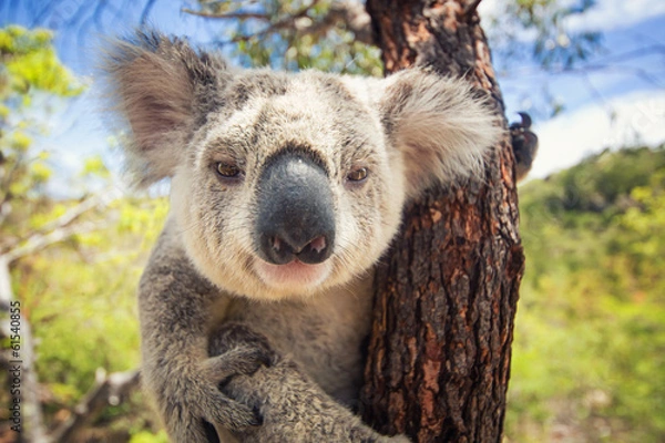 Obraz Koala