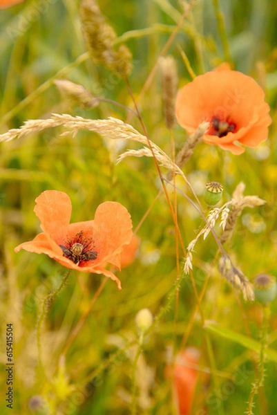 Obraz Mohn im Getreidefeld
