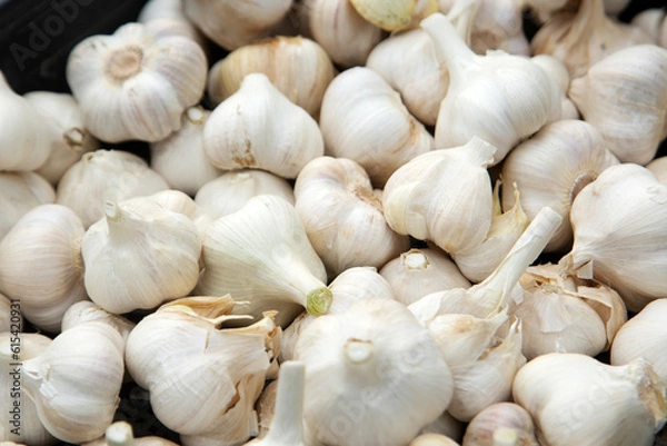 Obraz 収穫されたニンニク