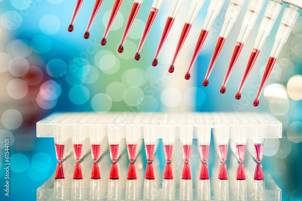 Fototapeta Multichannel pipette tips filled in with reaction mixture to amp