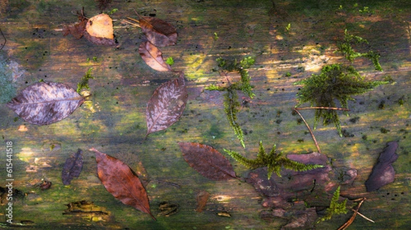 Obraz Blätterpanorama