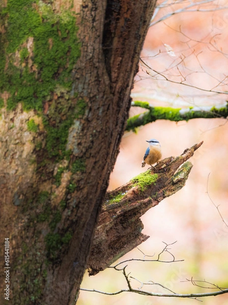 Obraz Kleiber auf dem Ast