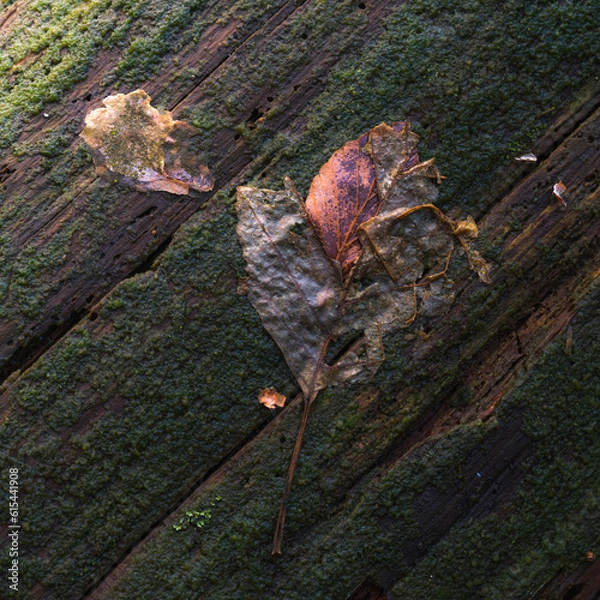 Obraz leaves on a tree