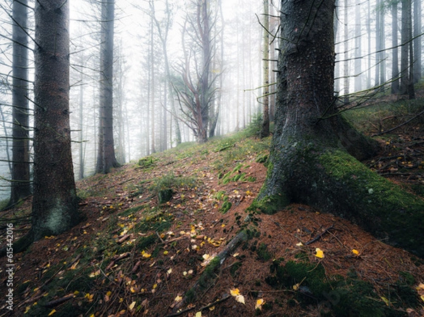 Obraz autumn in the forest