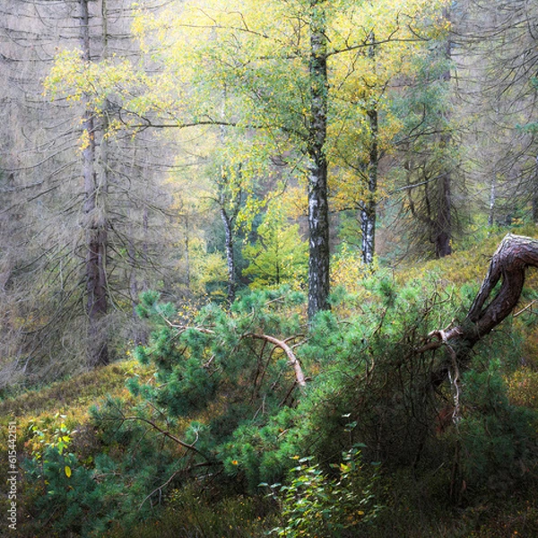 Obraz footpath in the forest