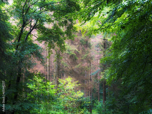 Obraz path in the forest