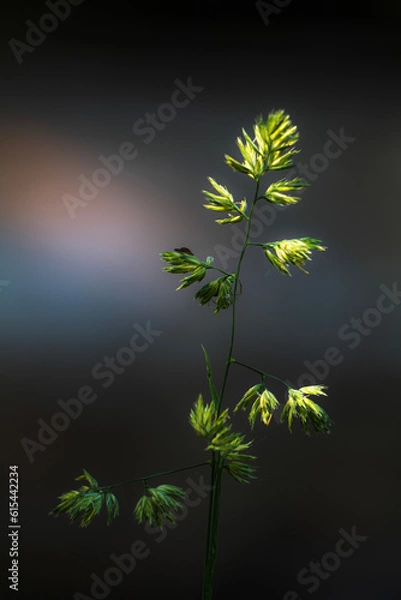 Obraz dandelion in the sky