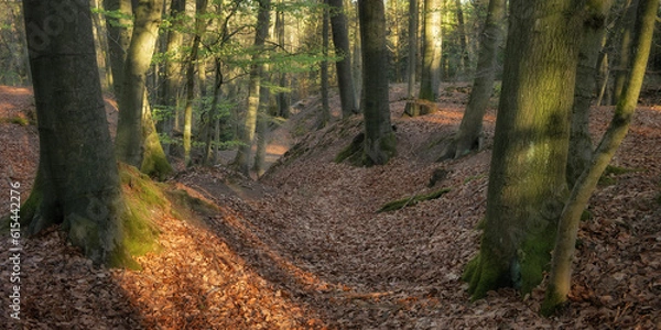 Obraz forest in autumn