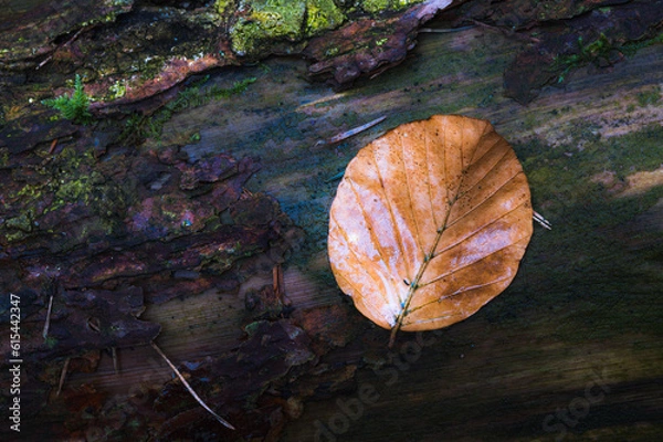 Obraz Waldausschnitt