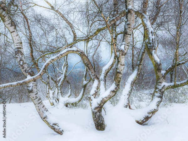 Obraz Eingeschneite Birke