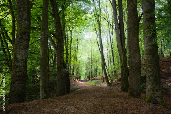 Obraz Im alten Buchenwald