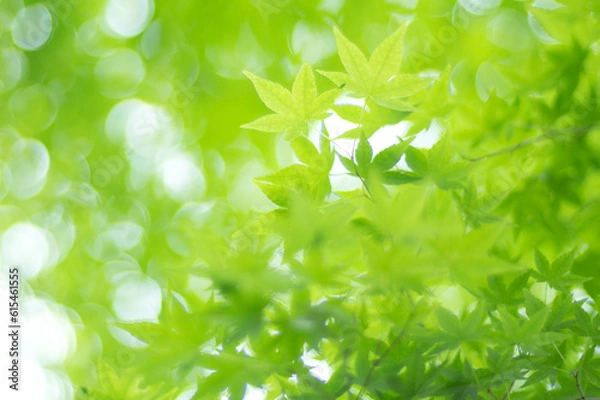 Obraz 京都 夏の空を彩る爽やかな緑色のもみじの葉