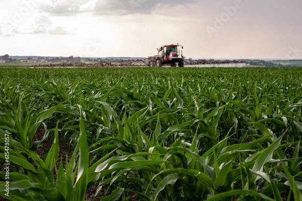 Obraz Red sprayer spraying corn field