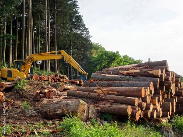 Fototapeta 木材の伐採