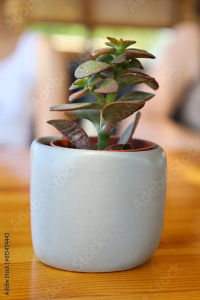 Fototapeta Small beautiful succulent close up, on a white pot, situated on a wooden table as a decor