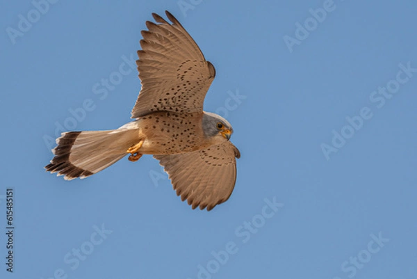 Obraz faucon crécerellette