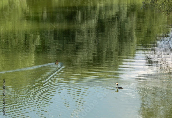 Obraz grèbe huppé sur son lac