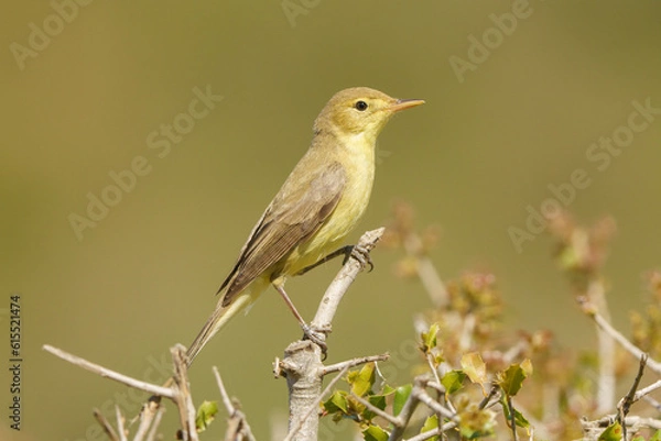 Fototapeta Melodious warbler (Hippolais polyglotta) hanging on a branch with out of focus background.