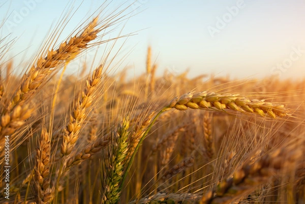 Fototapeta Young wheat grows in the field. During ripening, the color of wheat changes from green to orange-yellow.