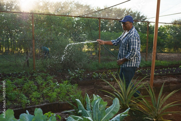 Fototapeta small Brazilian farmer watering his garden with a hose in a small rural property in Brazil