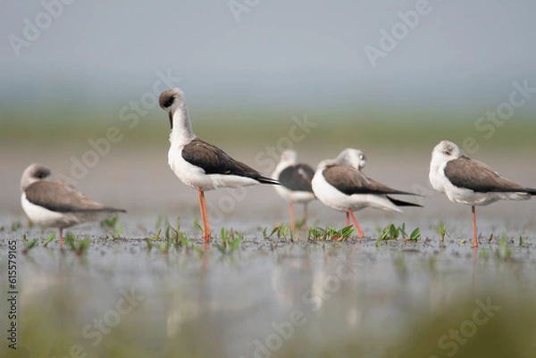 Fototapeta The black-winged stilt is a widely-distributed, very long-legged wader in the avocet and stilt family Recurvirostridae