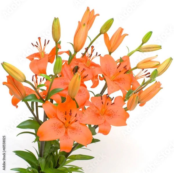 Obraz orange lily isolated on white background