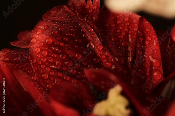 Obraz Lead of red tulip with highly detalized water drops on it