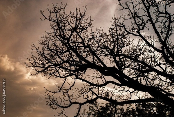 Obraz silhouette of a tree in the sunset